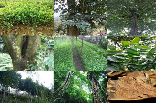 沉香苗的种植技术1697933391457 沉香苗的种植技术1697933391457
