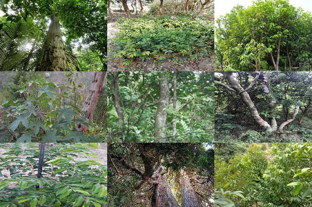 哪些地方可种奇楠沉香树1695427723090 哪些地方可种奇楠沉香树1695427723090