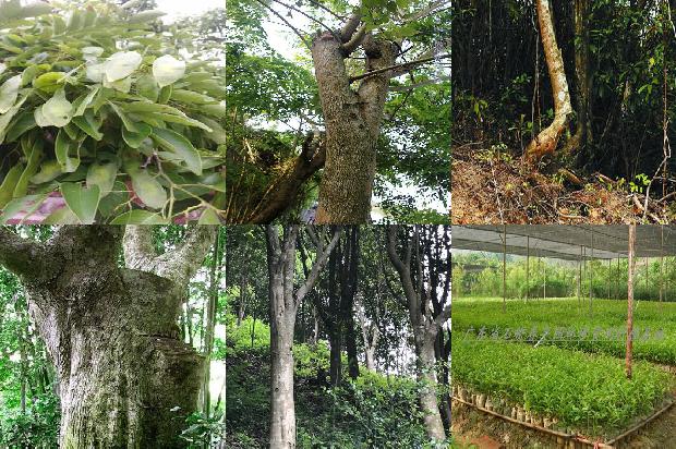 东马沉香价格是多少1676160813959 东马沉香价格是多少1676160813959