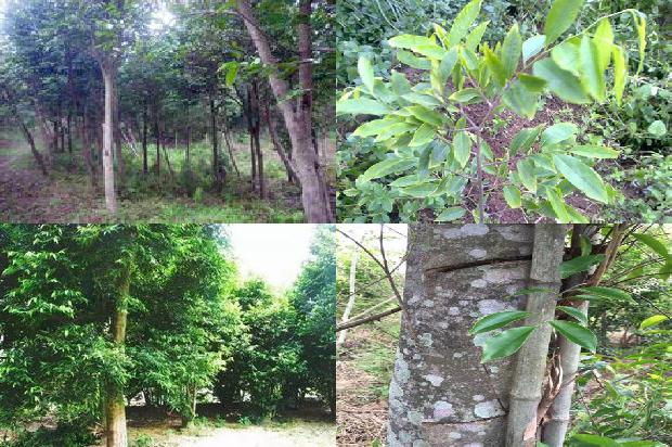 东马沉香价格是多少1676160813965 东马沉香价格是多少1676160813965