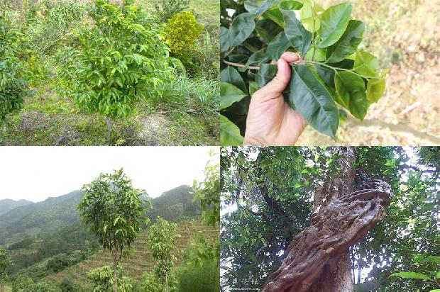 东马沉香价格是多少1676160813971 东马沉香价格是多少1676160813971