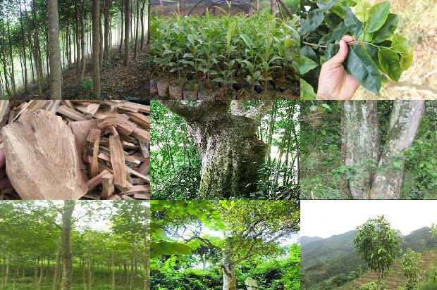 沉香每克价格是多少1676161035023 沉香每克价格是多少1676161035023