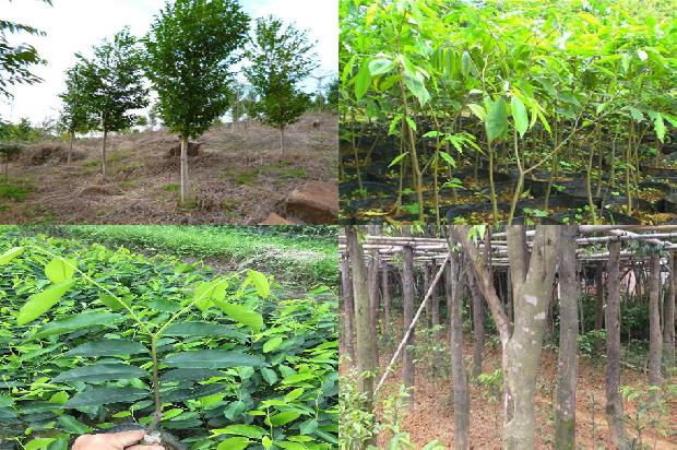 沉香每克价格是多少1676161035029 沉香每克价格是多少1676161035029