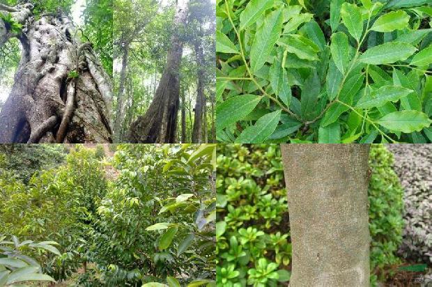 点的沉香价格是多少1676161100068