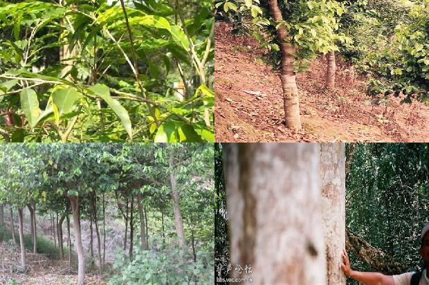 点的沉香价格是多少1676161100074