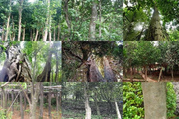 点的沉香价格是多少1676161100080