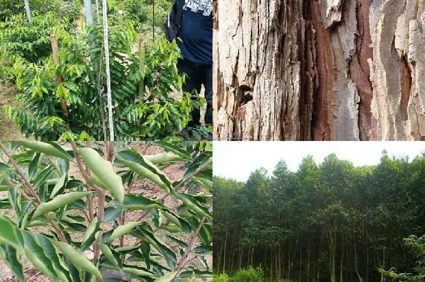 奇楠沉香价格沉香价格1676247194314