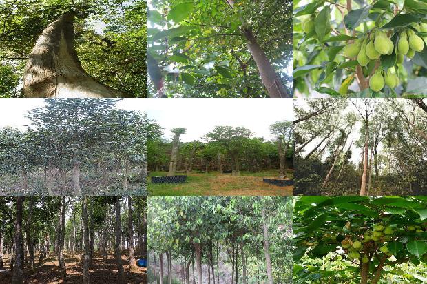 奇楠沉香价格沉香价格1676247194320