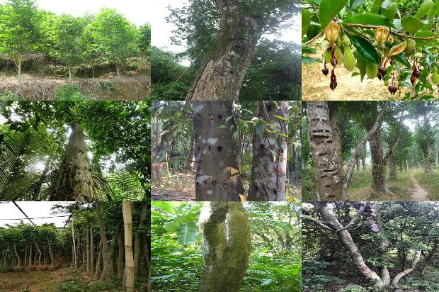 奇楠沉香价格沉香价格1676247194326