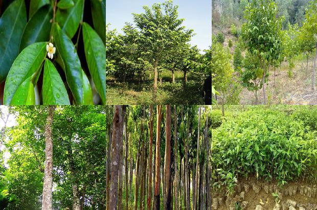 菲律宾莱特岛沉香价格1676247224869