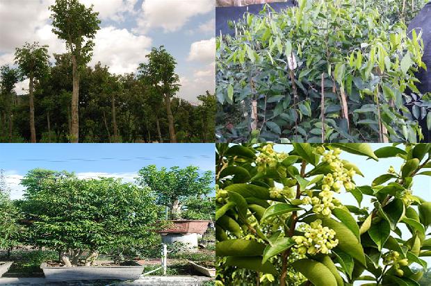 菲律宾莱特岛沉香价格1676247224875