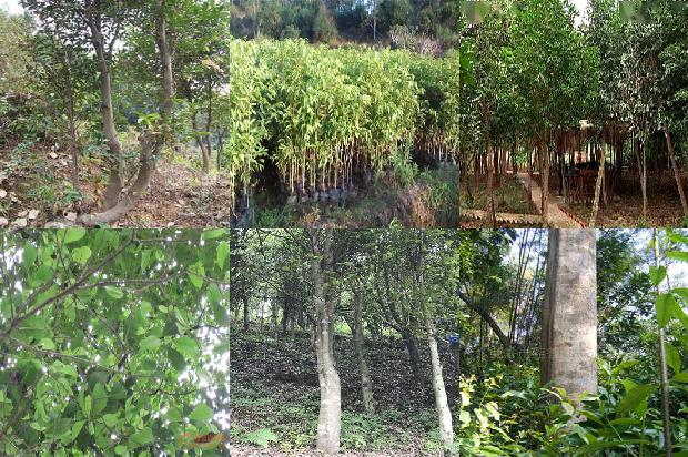 沉香手链的价位1676333540238 沉香手链的价位1676333540238