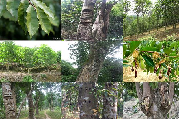 沉香手链的价位1676333540256 沉香手链的价位1676333540256