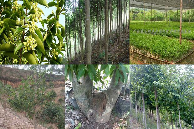 沉香现在价格1693181399396 沉香现在价格1693181399396