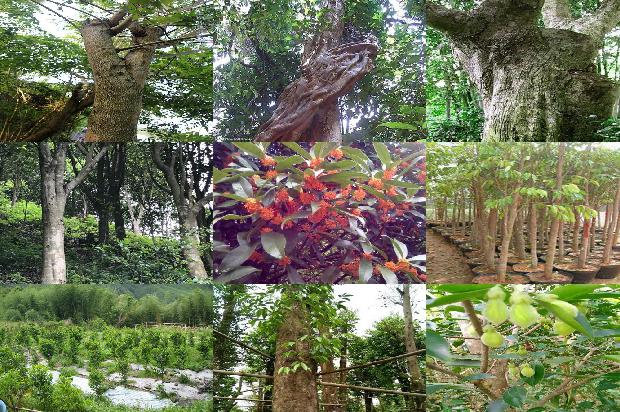 沉香树在北方能种植吗1694304538584 沉香树在北方能种植吗1694304538584