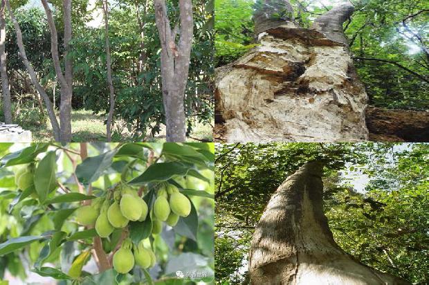 沉香手珠价格是多少1676333702551