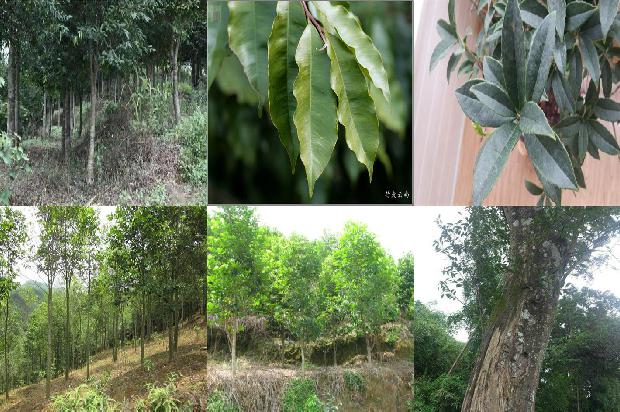 沉香手珠价格是多少1676333702557