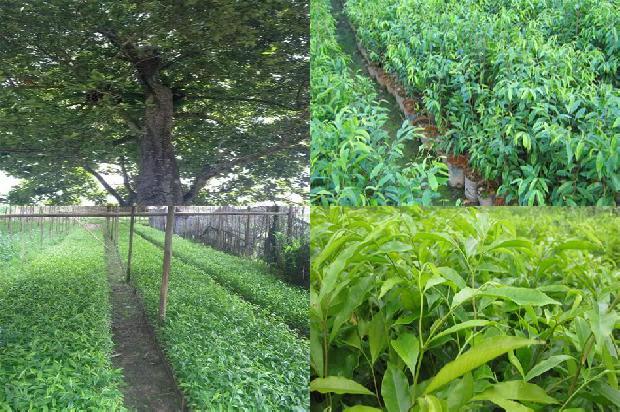 虎斑沉香木价格1676333729013 虎斑沉香木价格1676333729013