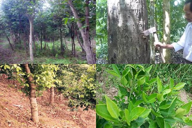 奇楠土沉价格1676420017397 奇楠土沉价格1676420017397