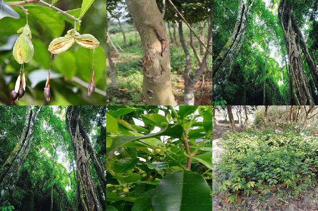 奇楠土沉价格1676420017403 奇楠土沉价格1676420017403