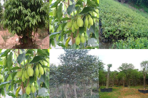 奇楠沉香价格是多少1676420039488 奇楠沉香价格是多少1676420039488