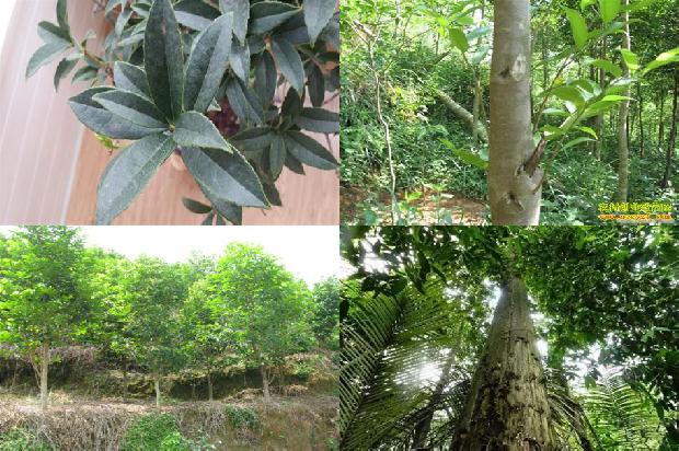 楠沉香种植1697414921993 楠沉香种植1697414921993