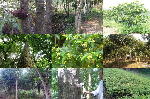 奇楠沉香价格是多少1676420039500 奇楠沉香价格是多少1676420039500