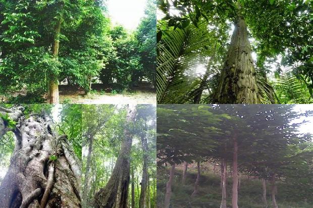 奇楠沉香市场价多少钱一克1676420093894 奇楠沉香市场价多少钱一克1676420093894