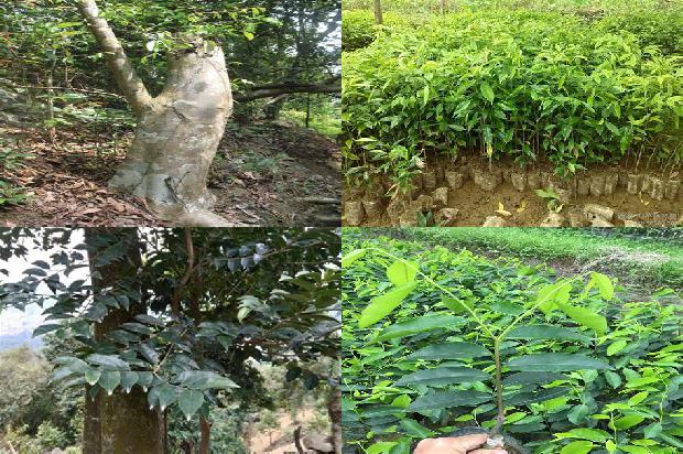 奇楠沉香树苗种植环境1698797397849 奇楠沉香树苗种植环境1698797397849