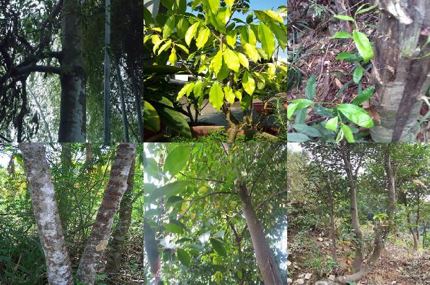 加里曼丹沉香每克价格1690848699717 加里曼丹沉香每克价格1690848699717