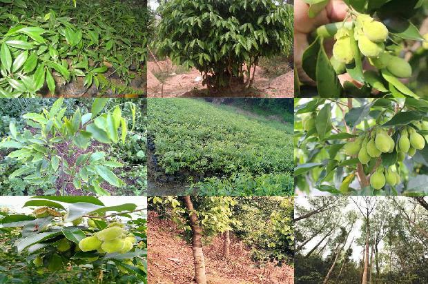 沉香茶的价格1676592680583 沉香茶的价格1676592680583