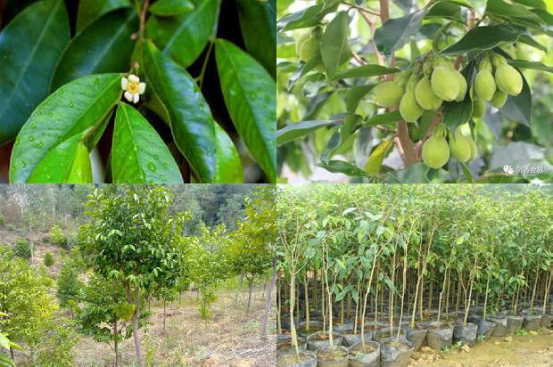 奇楠沉香手链的价格1676593042569 奇楠沉香手链的价格1676593042569