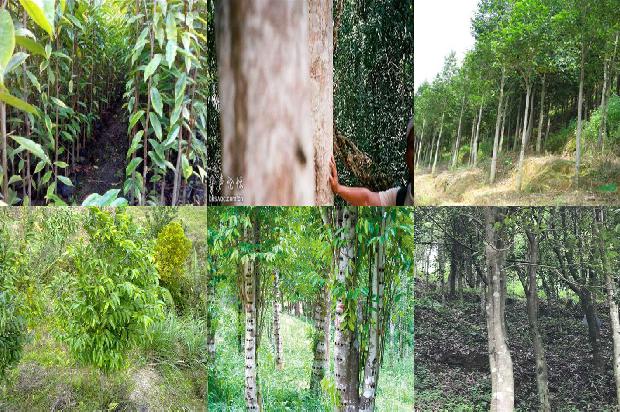 奇楠沉香手链的价格1676593042575 奇楠沉香手链的价格1676593042575