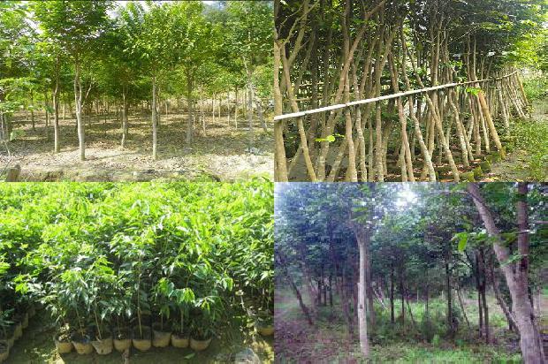 奇楠沉香手链的价格1676593042581 奇楠沉香手链的价格1676593042581