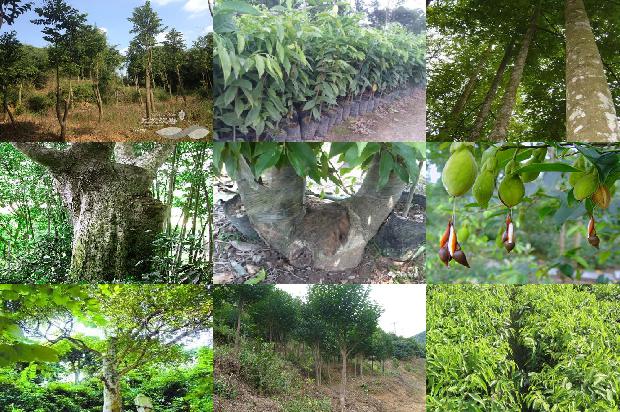 多少钱的沉香手串有收藏价值1676593173362 多少钱的沉香手串有收藏价值1676593173362