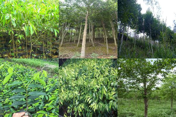 多少钱的沉香手串有收藏价值1676593173368 多少钱的沉香手串有收藏价值1676593173368