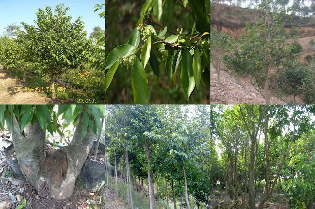 多少钱的沉香手串有收藏价值1676593173374 多少钱的沉香手串有收藏价值1676593173374