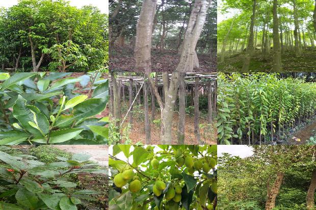 种植奇楠沉香1697328577856 种植奇楠沉香1697328577856