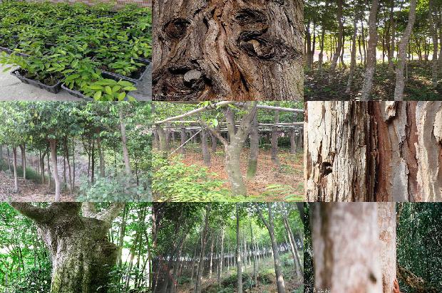 沉香现在的价格表1676679396366 沉香现在的价格表1676679396366
