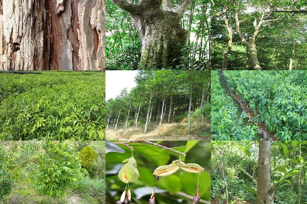 沉香的价格是多少1676679480525