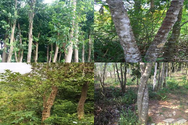 沉香的价格是多少1676679480531