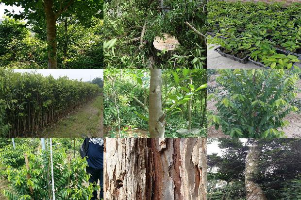 沉香的价格是多少1676679480537