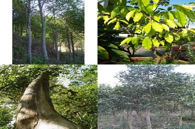 沉香的价格是多少1676679480543