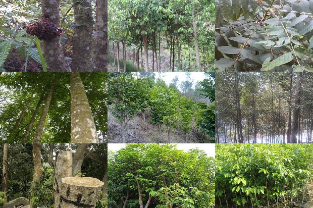 加雅布拉沉香价格1676679522869 加雅布拉沉香价格1676679522869