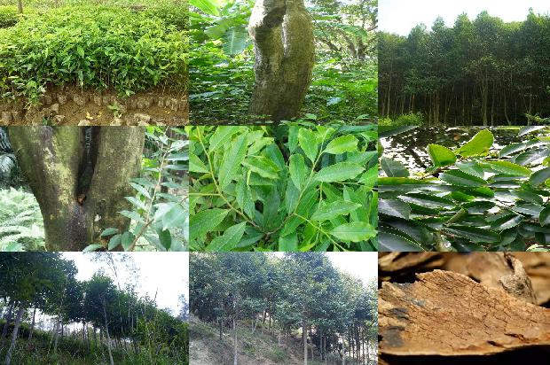 加雅布拉沉香价格1676679522876 加雅布拉沉香价格1676679522876