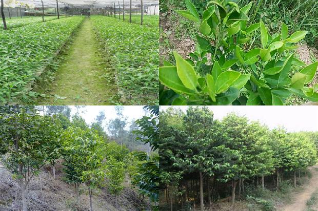 加雅布拉沉香价格1676679522882 加雅布拉沉香价格1676679522882