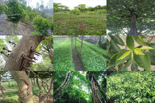 降香和沉香的价格1676765649116 降香和沉香的价格1676765649116