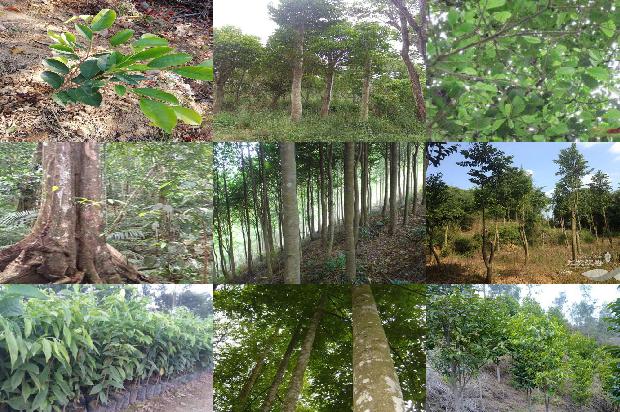 降香和沉香的价格1676765649122 降香和沉香的价格1676765649122