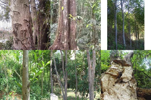 奇楠沉香每克价格1676765726115 奇楠沉香每克价格1676765726115