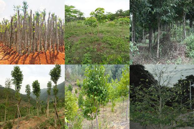 奇楠沉香每克价格1676765726121 奇楠沉香每克价格1676765726121